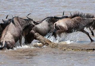 Wildebeest And Croc Wildebeest And Croc