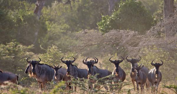 Wildebeest in Mozambique Canva Pro