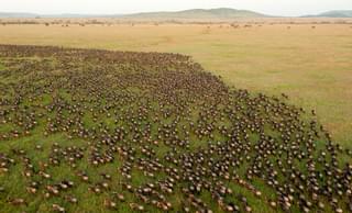 Wildebeest Migration In Serengeti National Park Tanzania