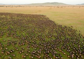 Wildebeest Migration In Serengeti National Park Tanzania Wildebeest Migration In Serengeti National Park Tanzania