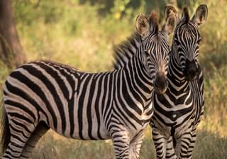 Wilderness Photography Course Makuleke Zebras