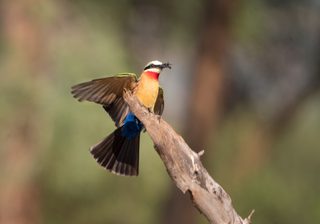 Wilderness Photography Course Makuleke Bird Watching Wilderness Photography Course Makuleke Bird Watching
