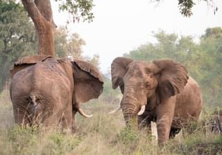 Wilderness Photography Course Makuleke Elephants