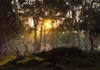 Wilderness Photography Course Makuleke Forest Light Wilderness Photography Course Makuleke Forest Light