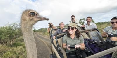 Wilderness Photography Course Meeting An Ostrich In Makuleke