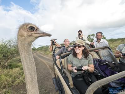 Wilderness Photography Course Meeting An Ostrich In Makuleke