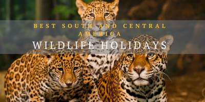 Wildlife South America
