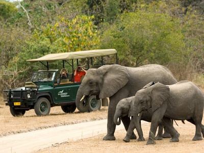 Wildlife Safari Liwonde Dana Allen Central African Wilderness Safaris 1200 X 797 Wildlife Safari Liwonde Dana Allen Central African Wilderness Safaris 1200 X 797