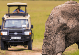 Wildlife viewing in Africa on Masai Mara Safari Tour Canva Pro Wildlife viewing in Africa on Masai Mara Safari Tour Canva Pro