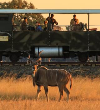 Wildlife Viewing On The Elephant Express