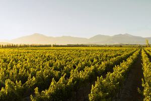 William Cole vinyard Chile William Cole vinyard Chile