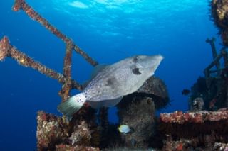 Wreck Diving On St Helena Mantis Hotel