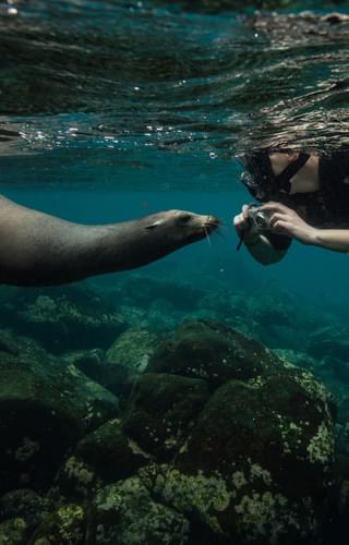 Y La Pinta Cruise Seal snorkelling Galapagos