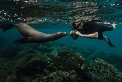 Y La Pinta Cruise Seal snorkelling Galapagos