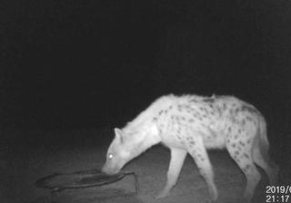 Yasmins Spotted Hyena Yasmins Spotted Hyena