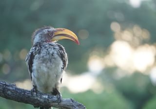 Yellow Billed Hornbill Yellow Billed Hornbill