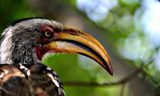 Yellow Billed hornbill Kruger National Park