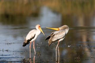 Yellow billed storks displaying africa