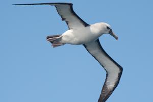 Yellow nosed Albatross Atlantic Odyssey Erwin Vermeulen Oceanwide Expeditions 3 jpg Erwin Vermeulen