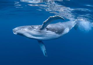 Young Blue Whale