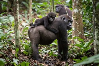 Young Western Lowland Gorilla on its moms back Classic Portfolio Kamba Congo Young Western Lowland Gorilla on its moms back Classic Portfolio Kamba Congo