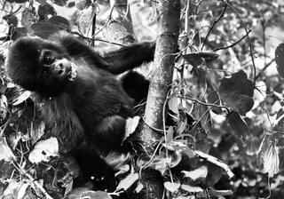 Young Gorilla In Uganda Melvyn Dodd