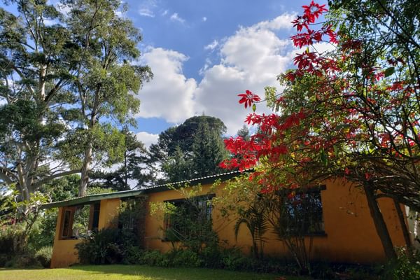 ZFL pointsettia Zomba Forest Lodge ZFL pointsettia Zomba Forest Lodge