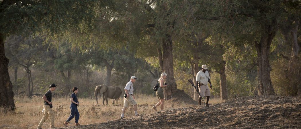 Zambezi Expeditions Camp Bush Walk