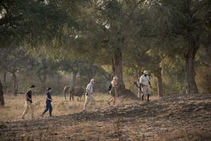 Zambezi Expeditions Camp Bush Walk