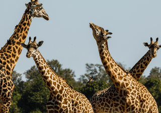 Zambia Safari Canva Pro Zambia Safari Canva Pro