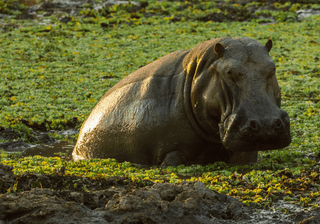 Zambia Safari Canva Pro Zambia Safari Canva Pro