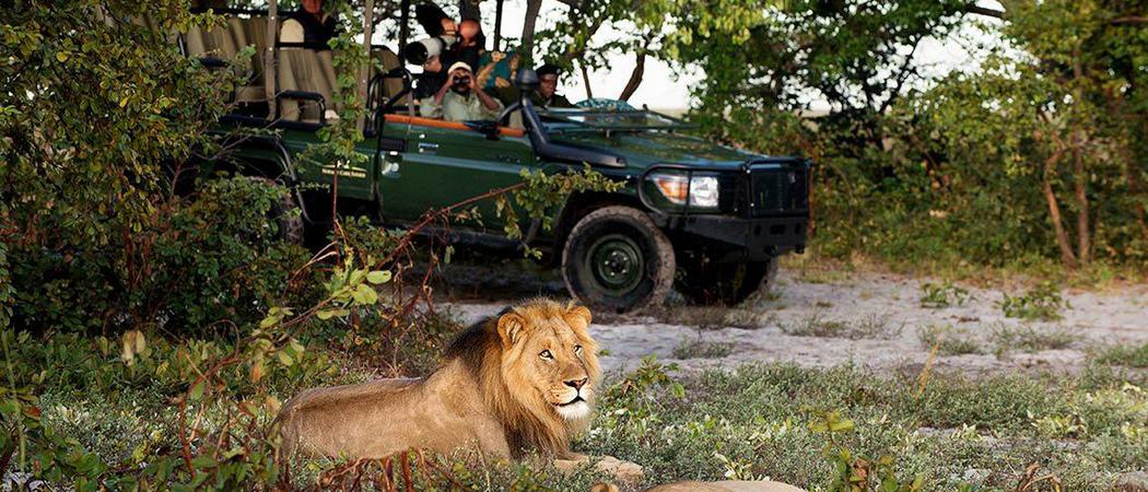 King Lewanika Game Drive Lion Liuwa Zambia