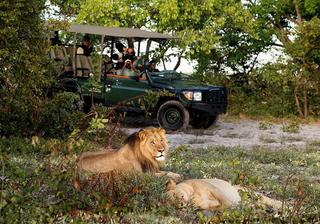 King Lewanika Game Drive Lion Liuwa Zambia King Lewanika Game Drive Lion Liuwa Zambia