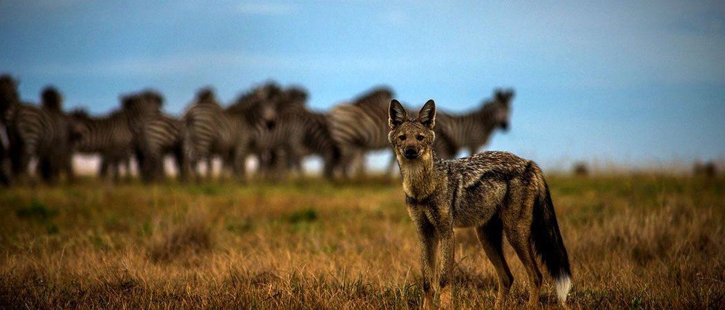 King Lewanika Wildlife Side Striped Jackal Liuwa Zambia