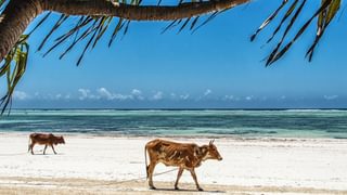 Zanzibar Cows canva pro Zanzibar Cows canva pro