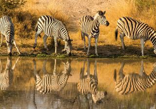 Zebra Kruger National Park South Africa