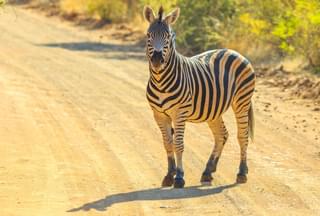 Zebra Marakele South Africa