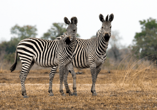 Zebra in Zambia Canva Pro Zebra in Zambia Canva Pro