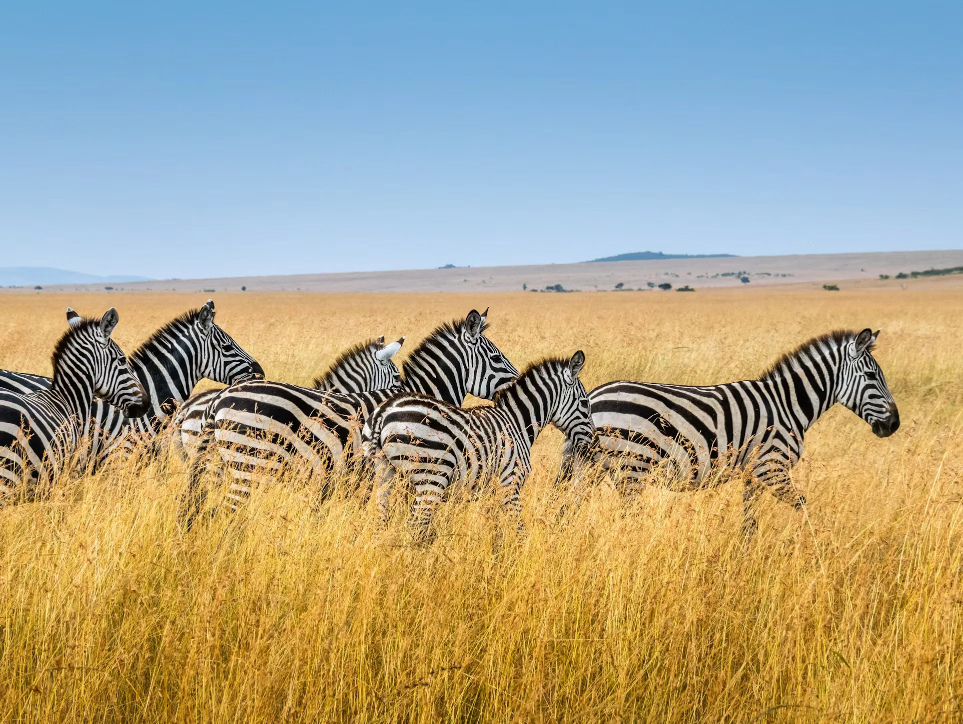 Zebra kenya