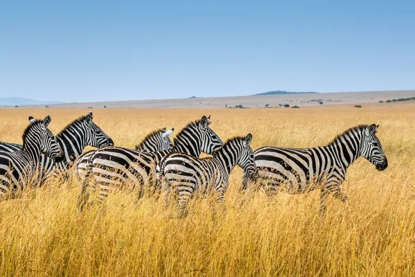 Zebra kenya Zebra kenya