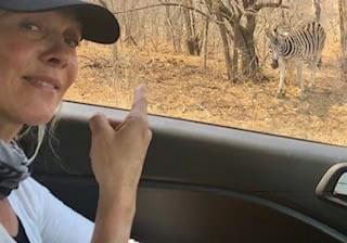Zebra On A Self Drive Safari