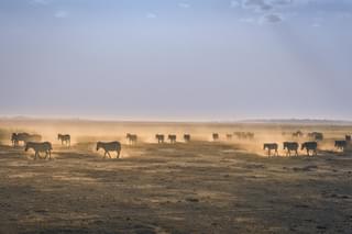 Zebra Migration Botswana