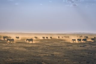 Zebra Migration Botswana Zebra Migration Botswana