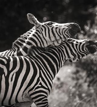 Zebras Chris Taylor