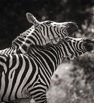 Zebras Chris Taylor Zebras Chris Taylor