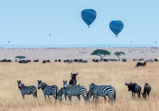 Zebras Safari Masai Mara Kenya