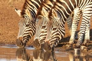 Zebras At  Kruger