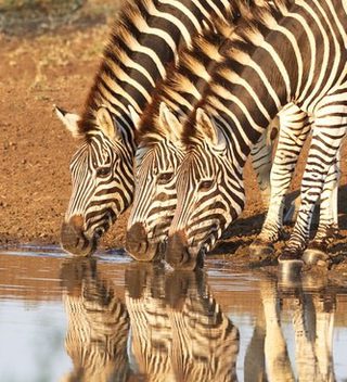 Zebras At Kruger Zebras At Kruger