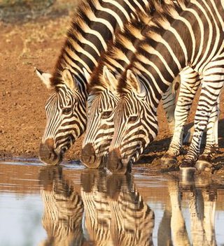 Zebras At  Kruger