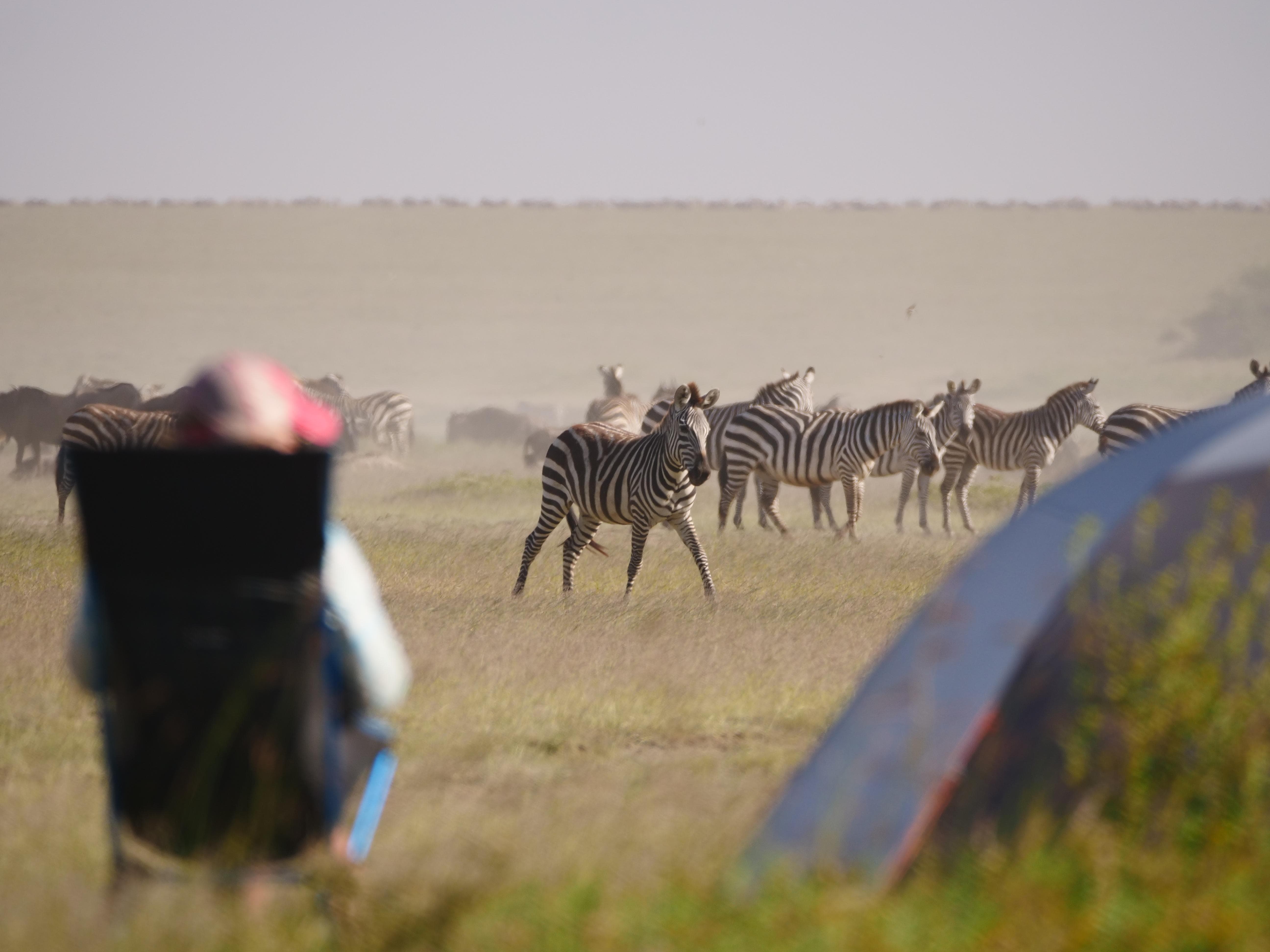 Zebras-at-WAYO-Trekking-Fly-Camp-Safari-Camp.JPG#asset:116605
